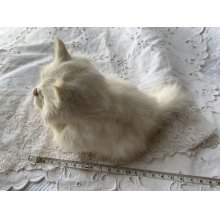 他の写真3: 白猫