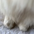 画像11: 白猫