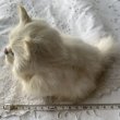 画像7: 白猫 (7)