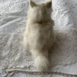 画像5: 白猫 (5)